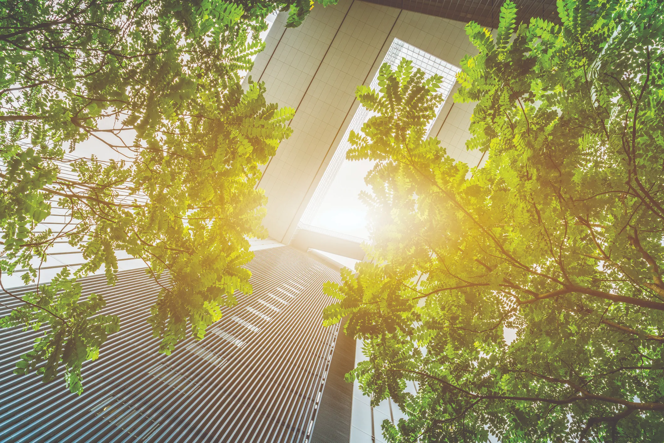 View from below of sunlit green trees with skyscrapers towering over them, highlighting a blend of nature and urban architecture.